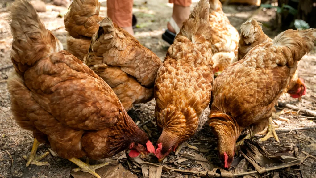 gallinas-ponedoras