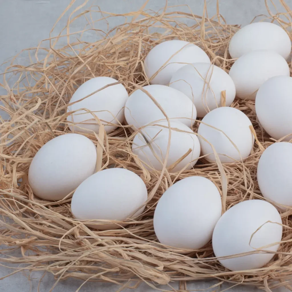 huevos-gallina-leghorn
