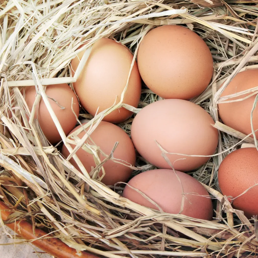 huevos-gallina-rubia