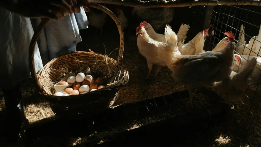 huevos-gallinas-ponedoras