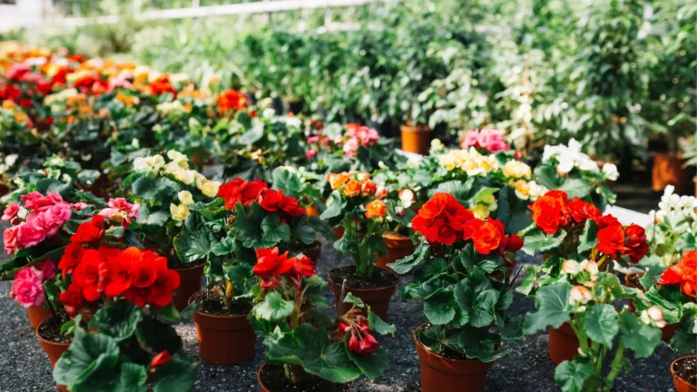 comprar begonias lugo