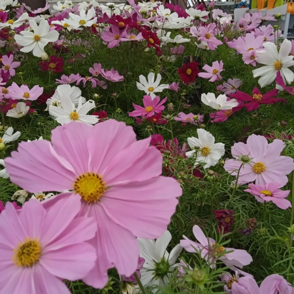 planta-cosmos