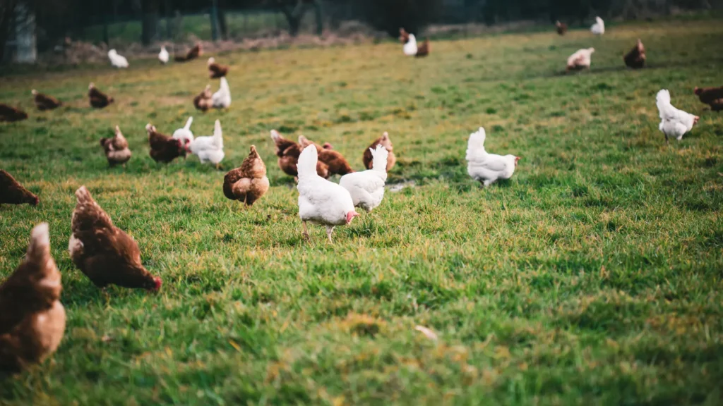 que-comen-gallinas-ponedoras