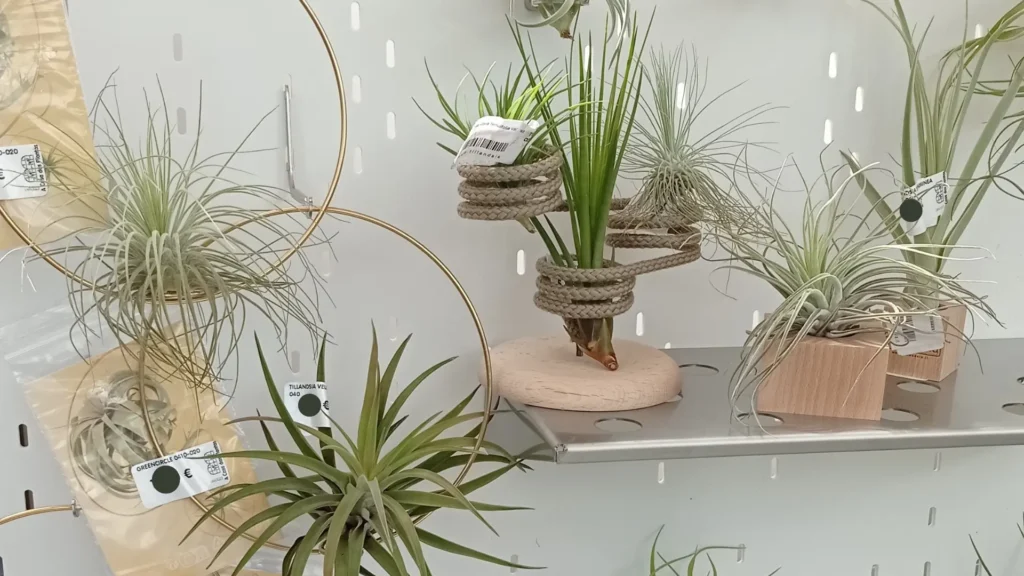 comprar plantas del aire