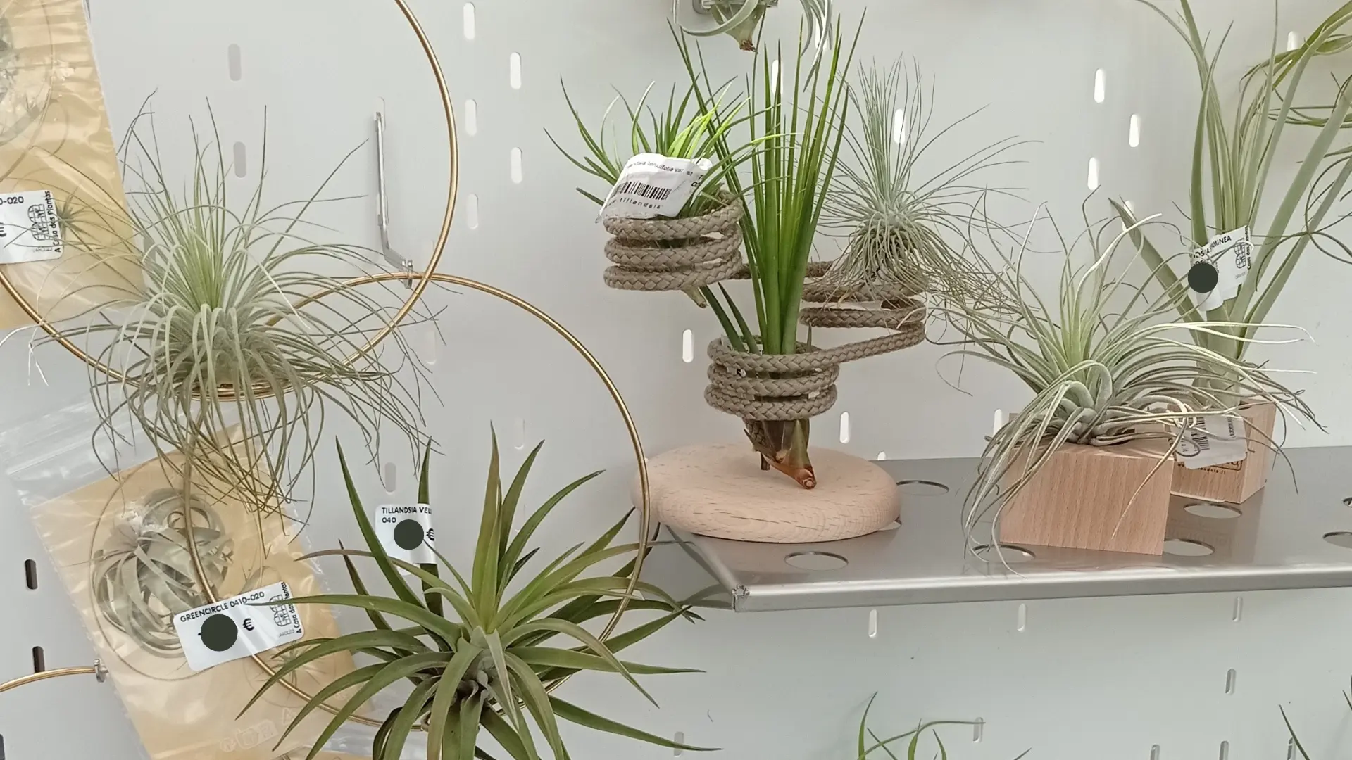 comprar plantas del aire