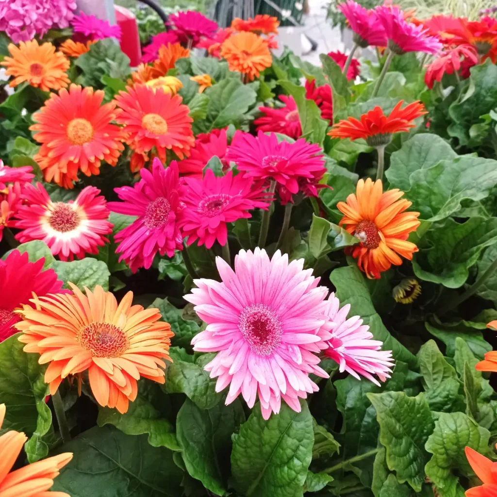 flor-gerbera