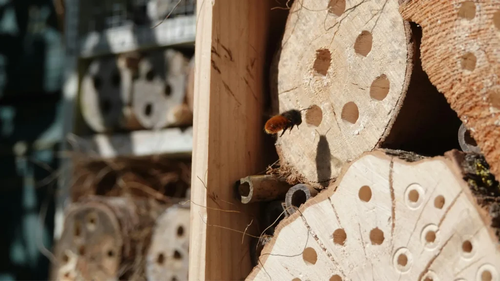 comprar casa insectos