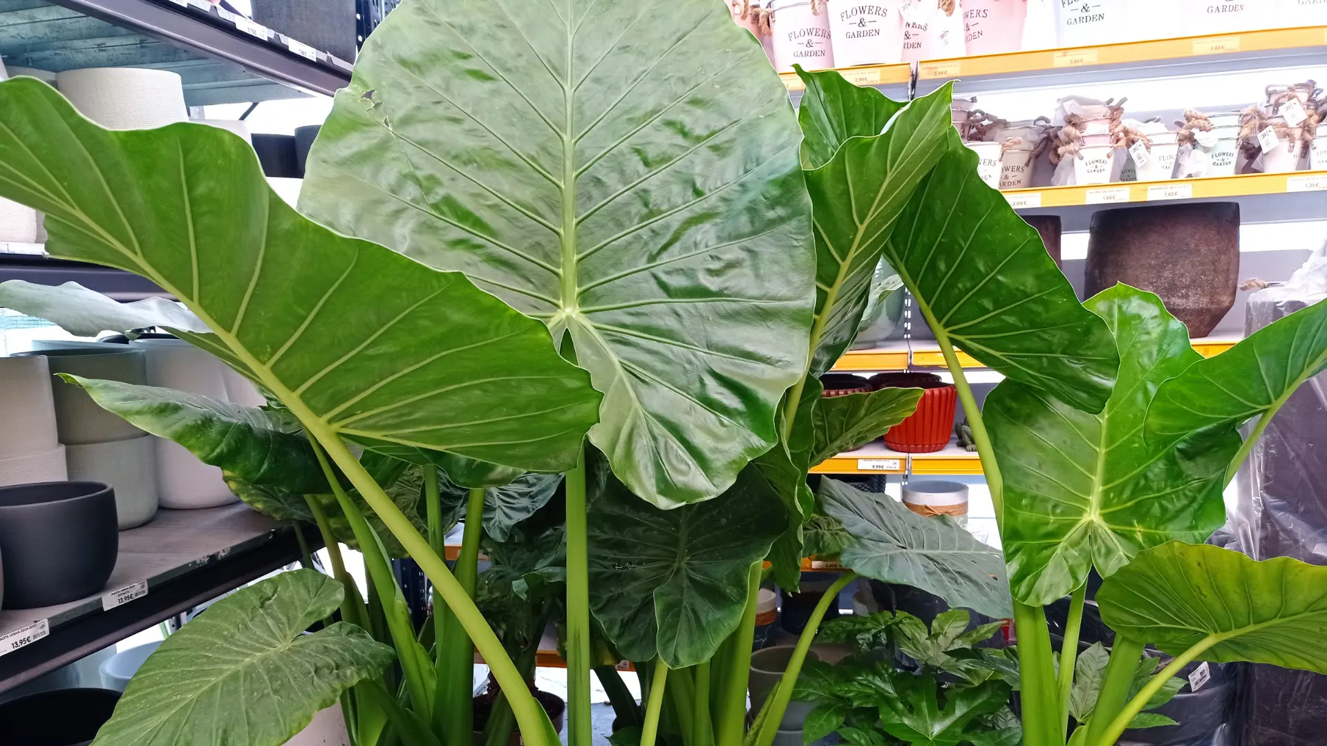 comprar plantas lugo alocasia