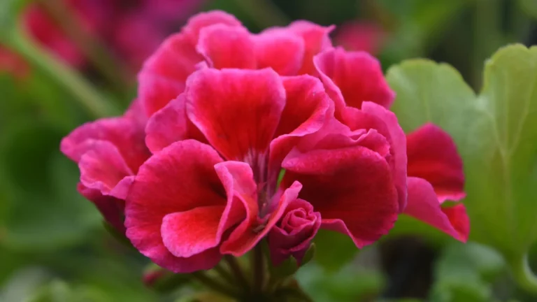 comprar geranios lugo