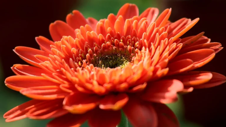 comprar plantas lugo gerbera
