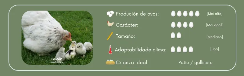 ficha-gallina-sussex-raza