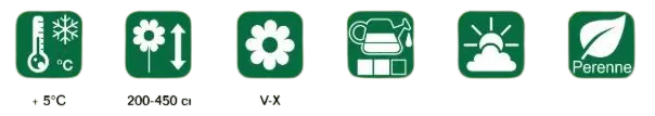 ficha-planta-hibisco