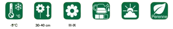 ficha-planta-vinca