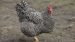 comprar gallina barrada en lugo