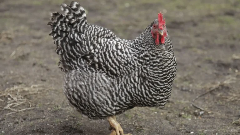 comprar gallina barrada en lugo