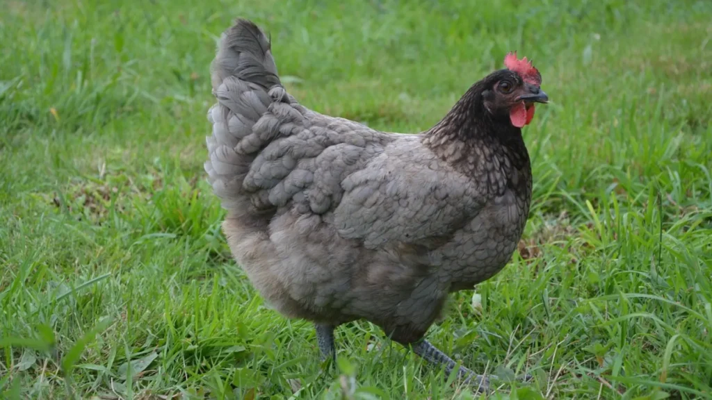 Comprar gallinas