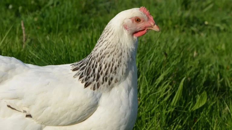 comprar gallina sussex lugo