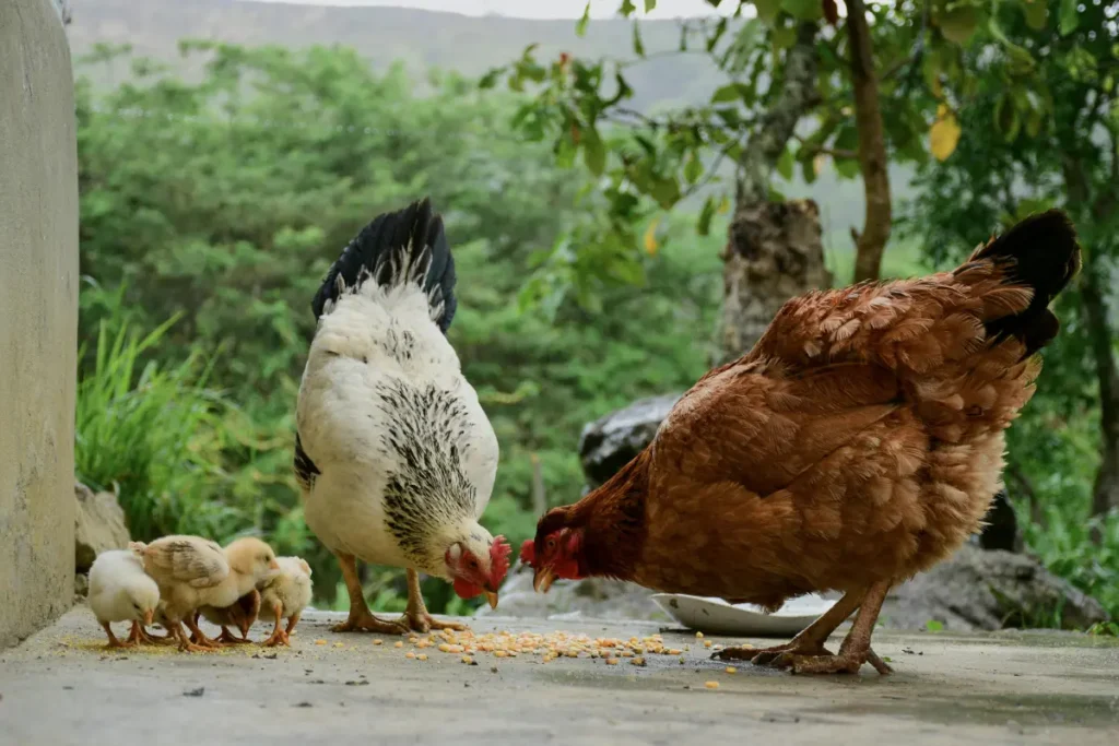 gallinas-y-pollos comprar gallinas y pollos en lugo