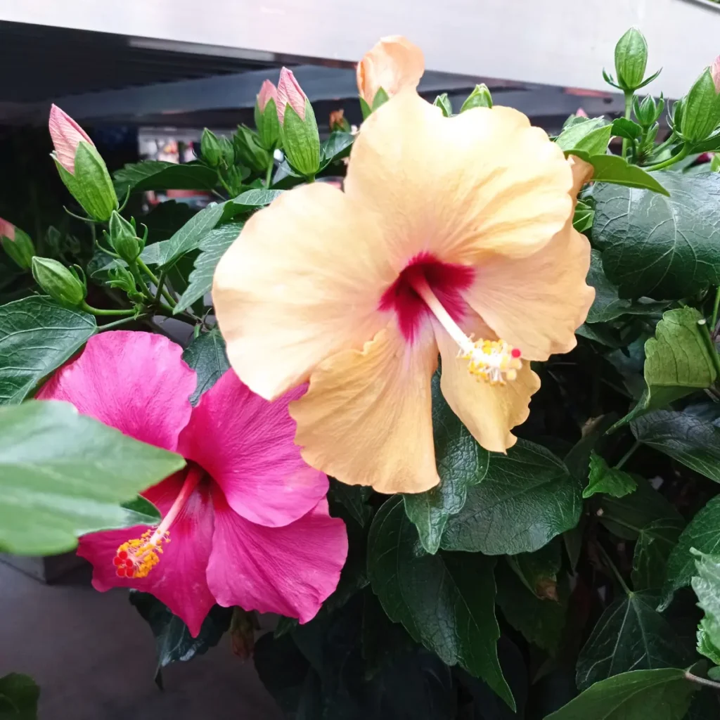 hibisco
