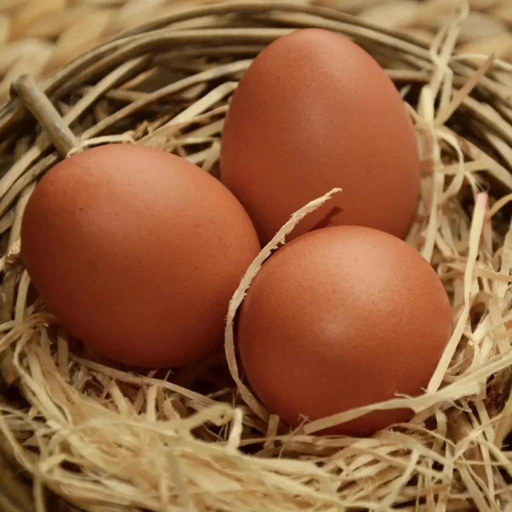huevos-gallina-franciscana