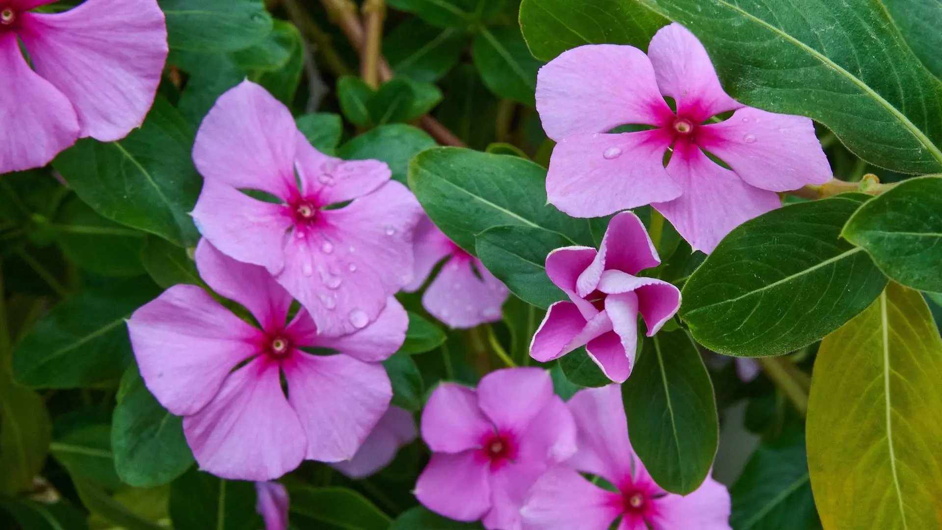 Vinca - Ficha de Planta | Falcón Agroalimentaria