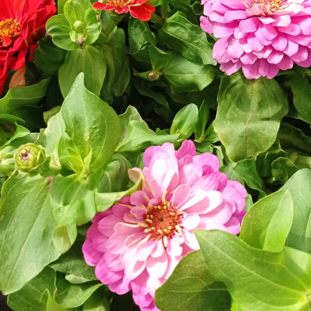 planta-zinnia