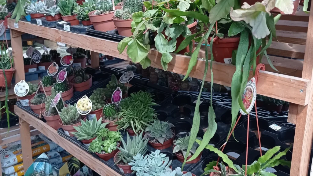 comprar plantas lugo