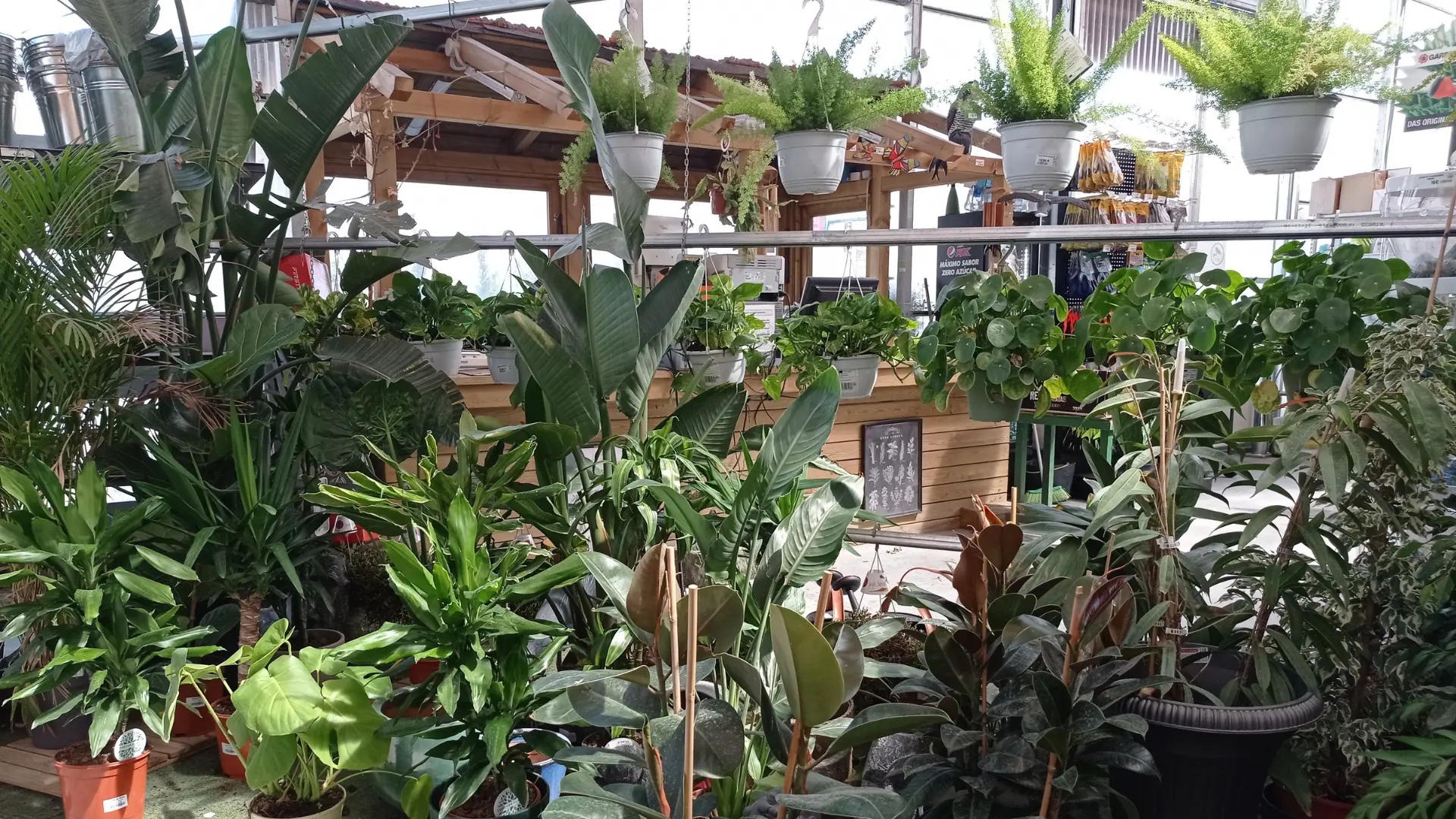 comprar plantas interior