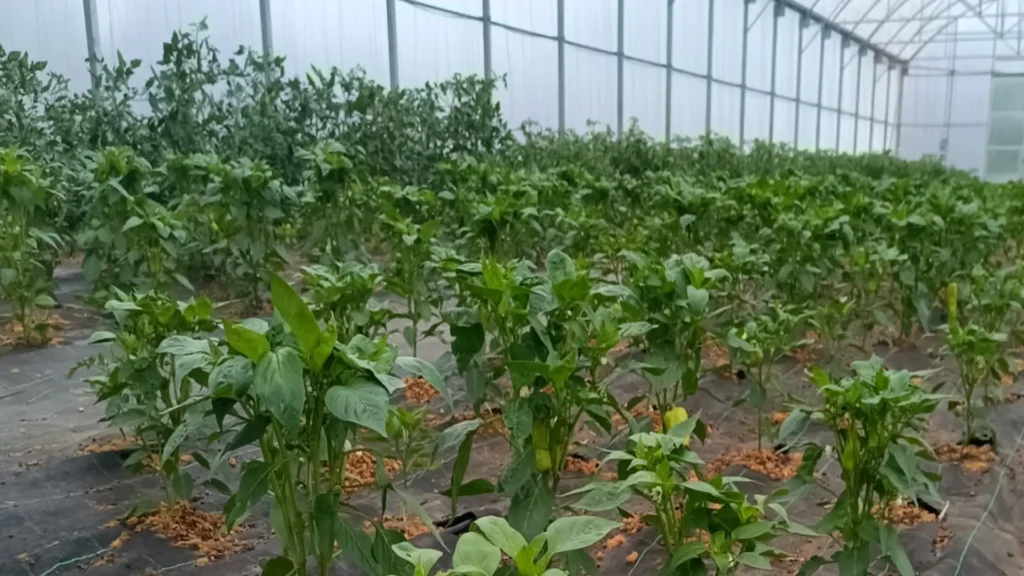 productos de proximidad en Lugo