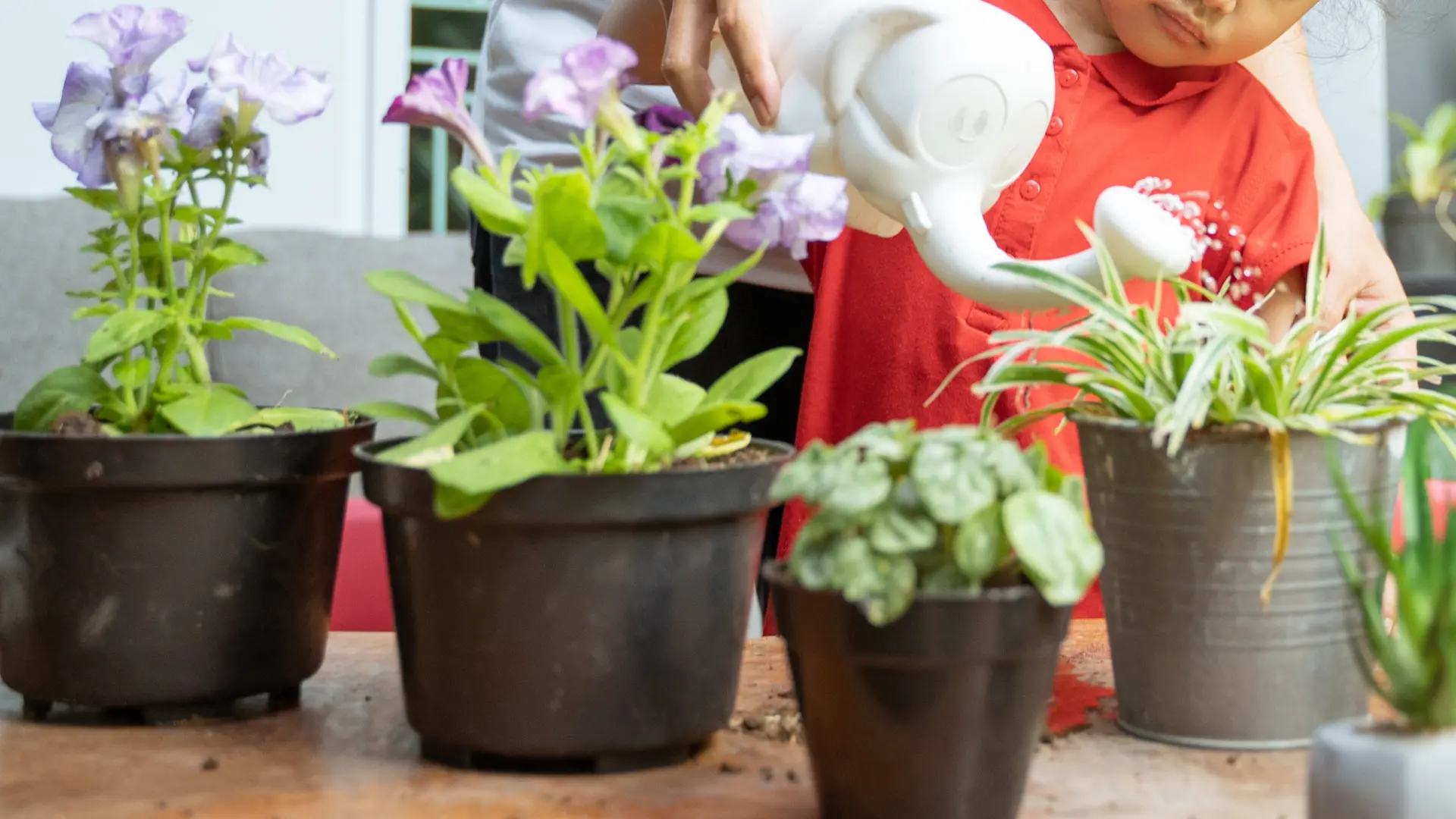 cómo regar en vacaciones