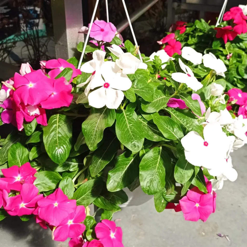 vinca