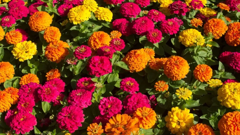 comprar plantas lugo zinnia