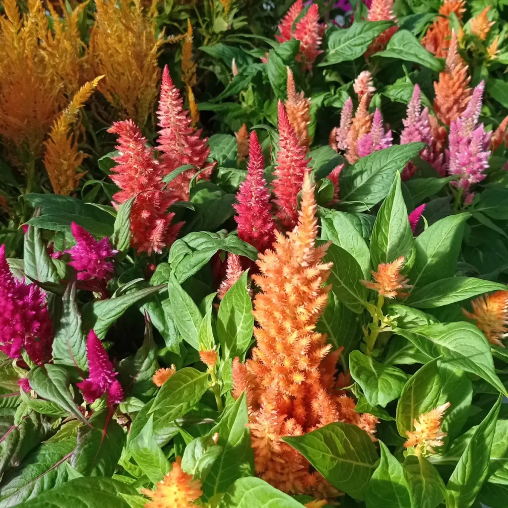 celosias