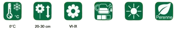 ficha-planta-celosia