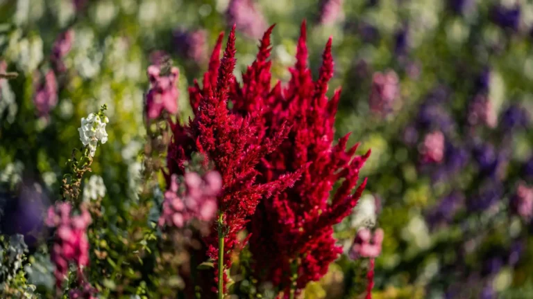 comprar plantas lugo