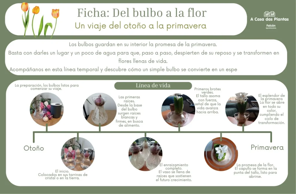 bulbos-de-otoño comprar bulbos de flor
