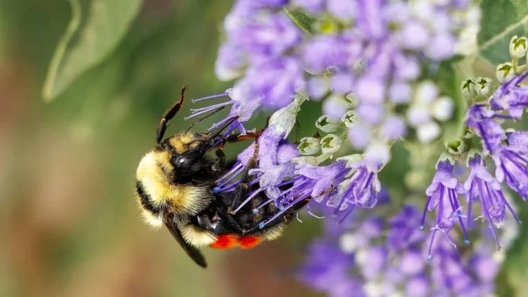 carioptera barba azul