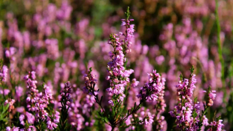 comprar brezo en lugo