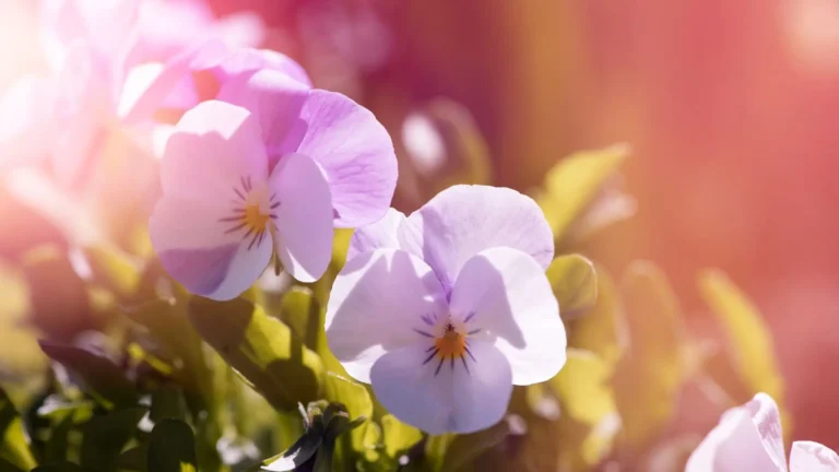 comprar pensamientos en lugo