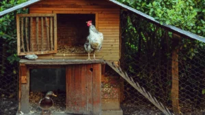 preparar gallinero otoño
