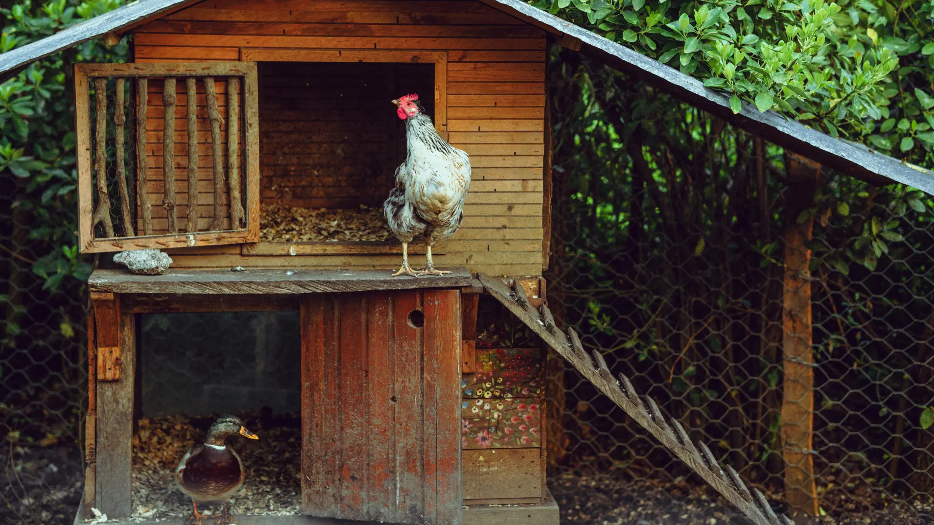 preparar gallinero otoño