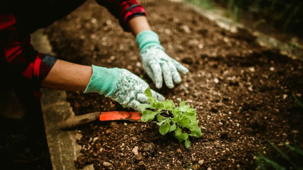 Preparar huerta otoño