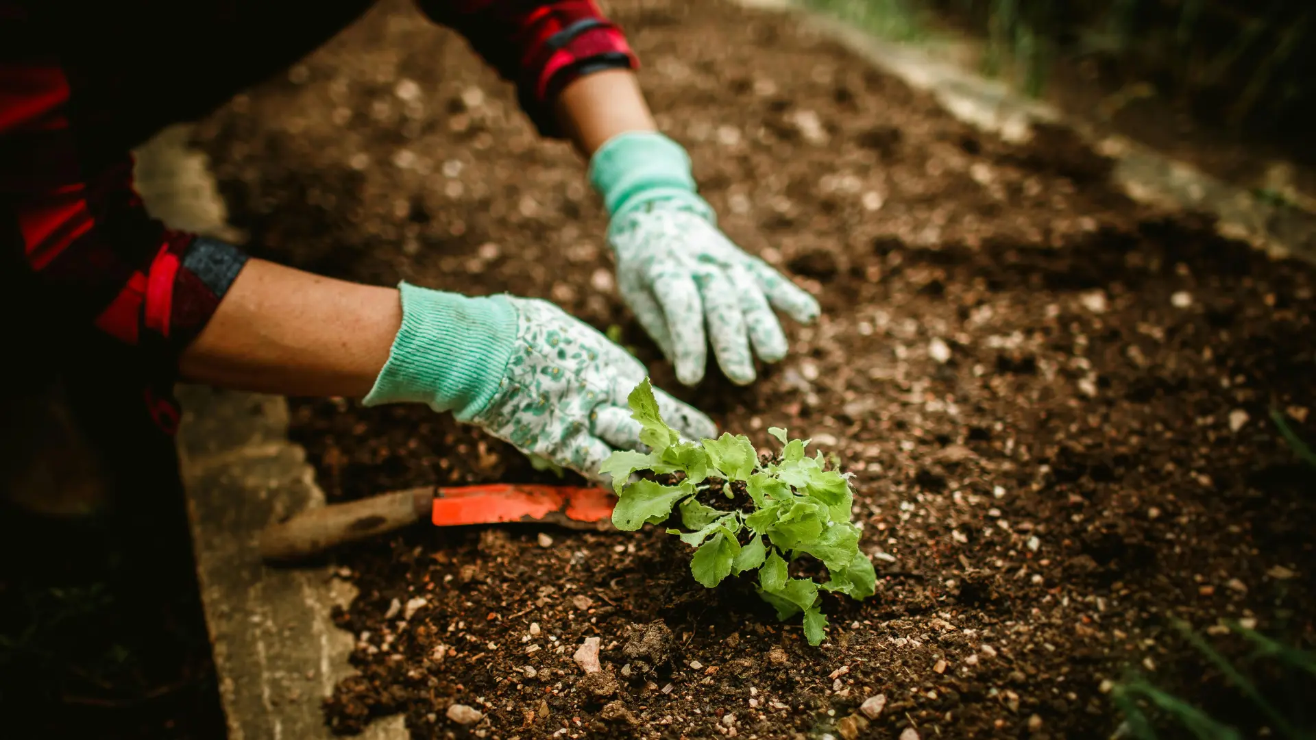 Preparar huerta otoño