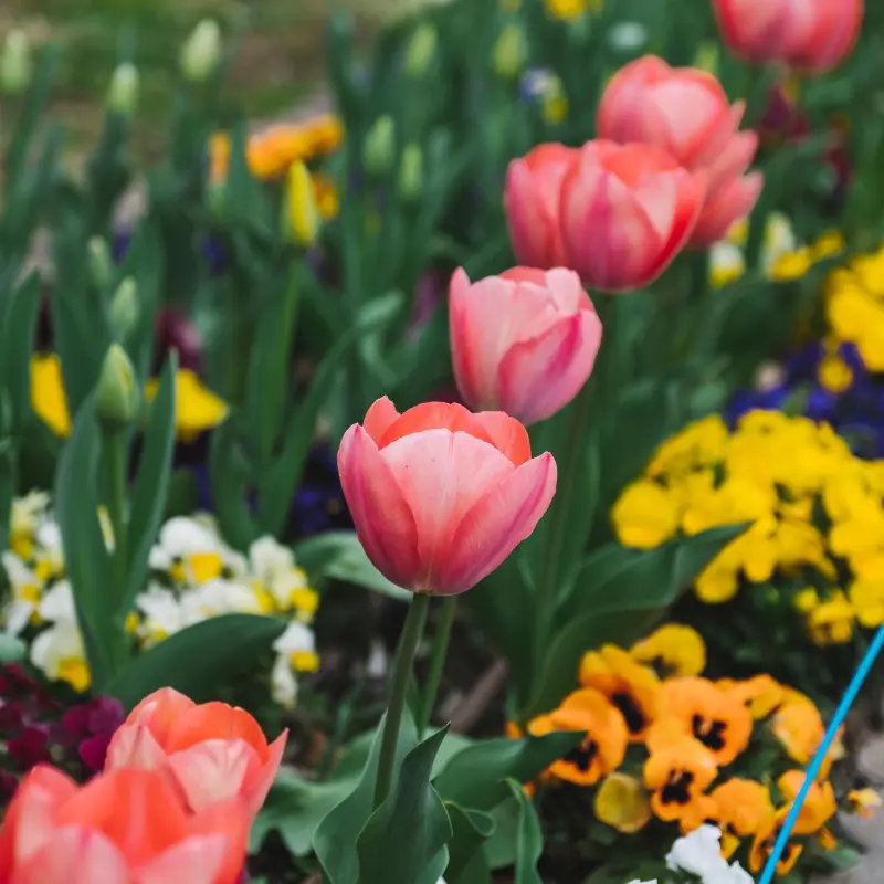 tulipanes
