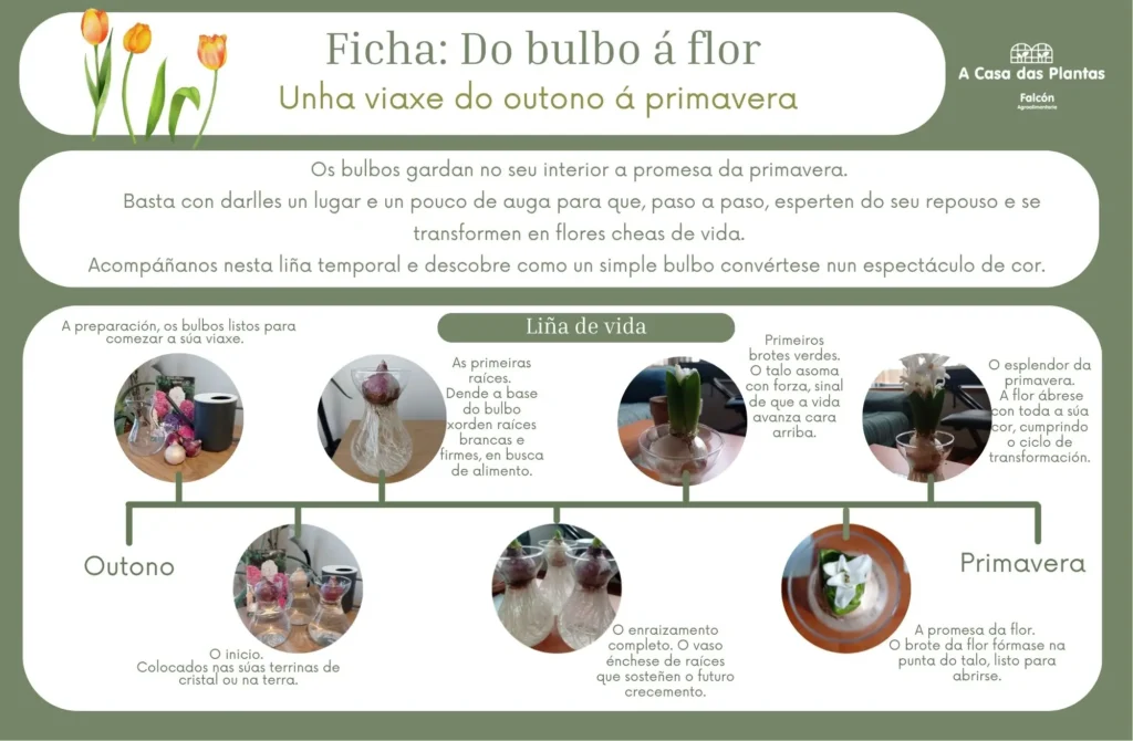 Ficha Do bulbo á flor