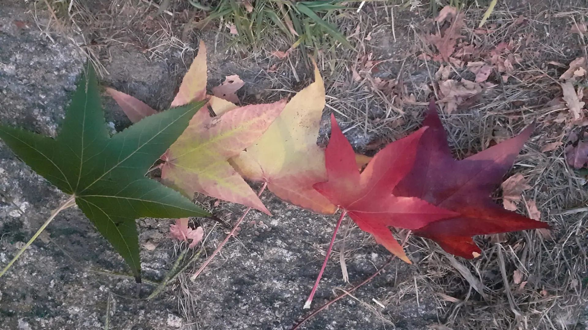 cambio color hojas otoño