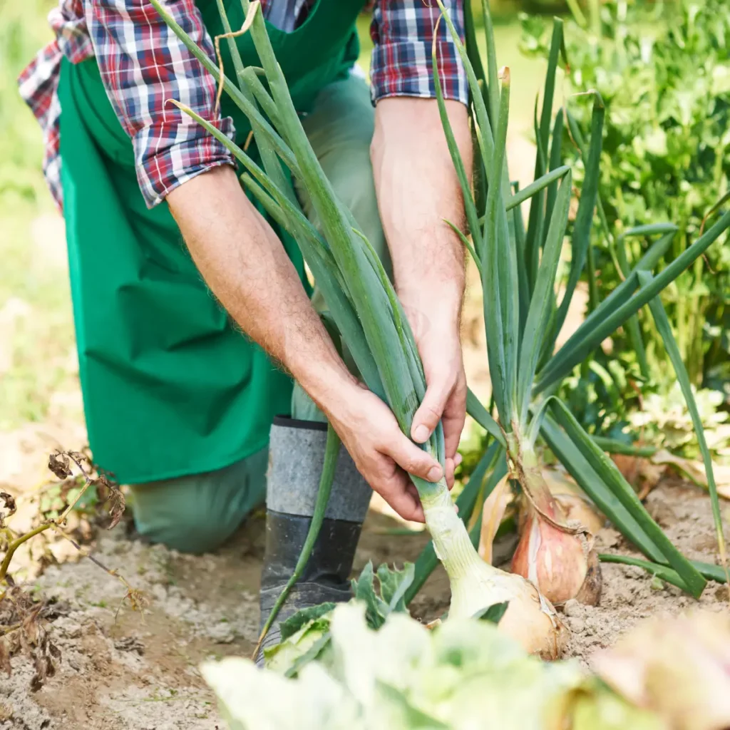 cultivar-cebollas-en-tu-huerta