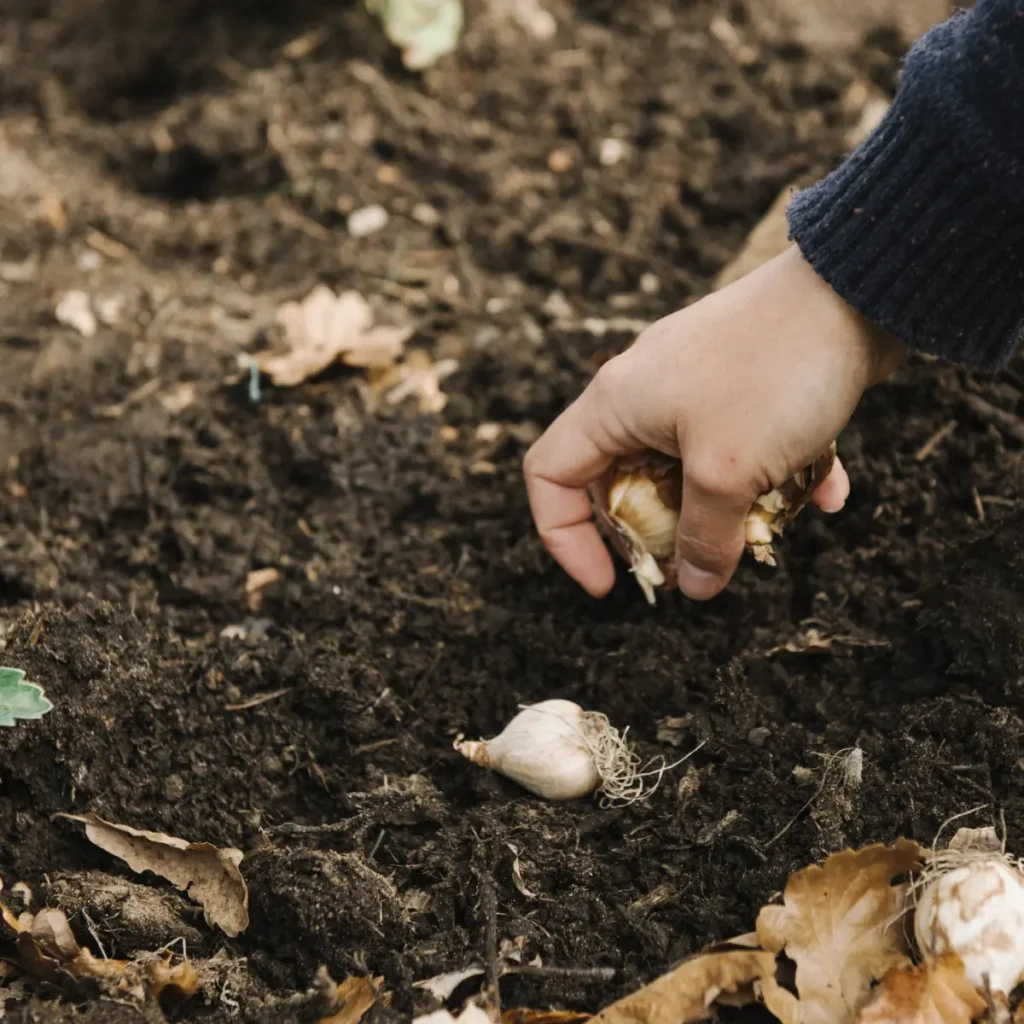 dientes-ajo-sembrar