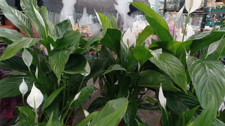 comprar lirio de la paz lugo