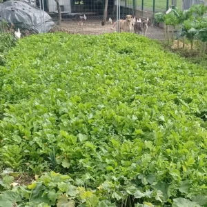 cuidados siembra nabos